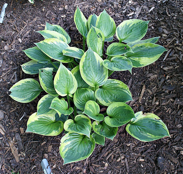 'Dust Devil' Hosta From NH Hostas