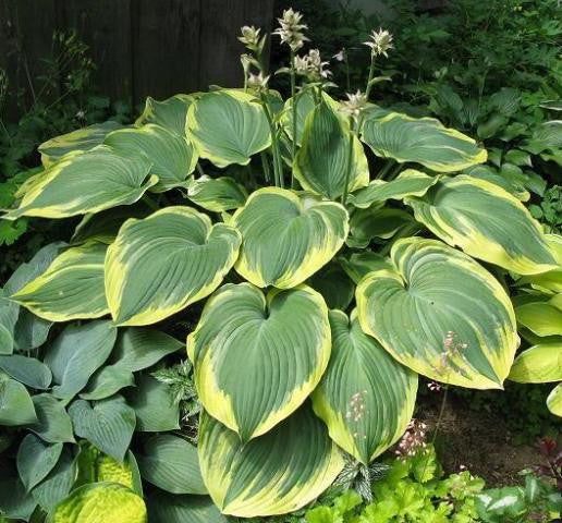 'Earth Angel' Hosta