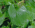 Hosta 'Earthquake' Courtesy of Jeff White and the Hosta Library