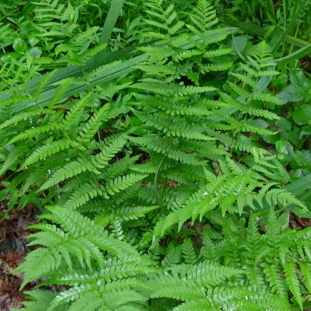 Eastern Wood Fern Courtesy of Casa Flora