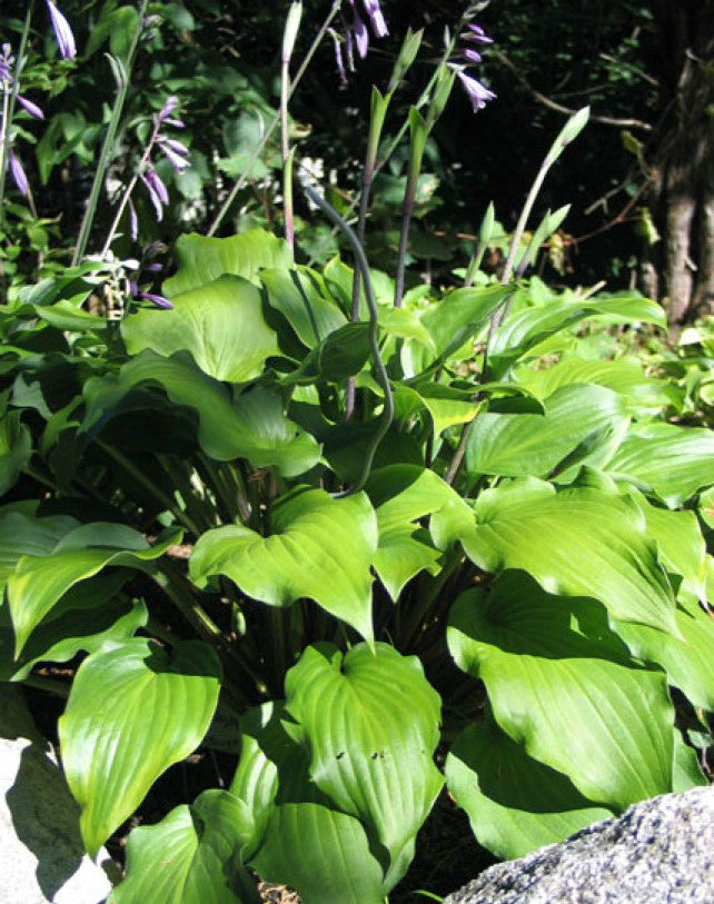 'Ebony Towers' Hosta Courtesy of Don Dean