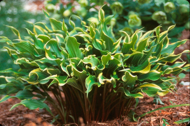 'Electrocution' Hosta Courtesy of Walters Gardens