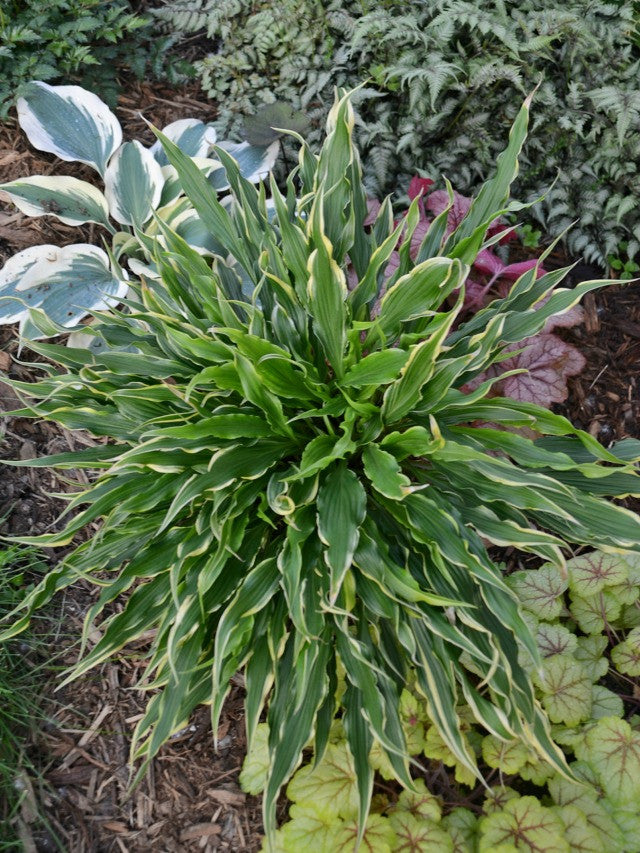 'Electrocution' Hosta Courtesy of Walters Gardens