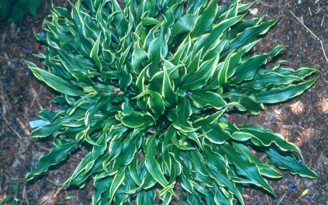 'Electrocution' Hosta
