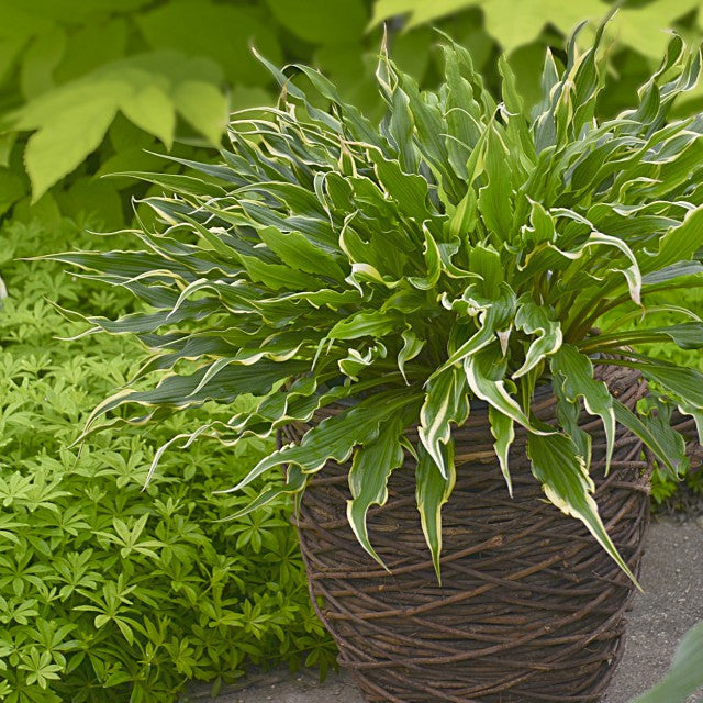 'Electrocution' Hosta Courtesy of Walters Gardens