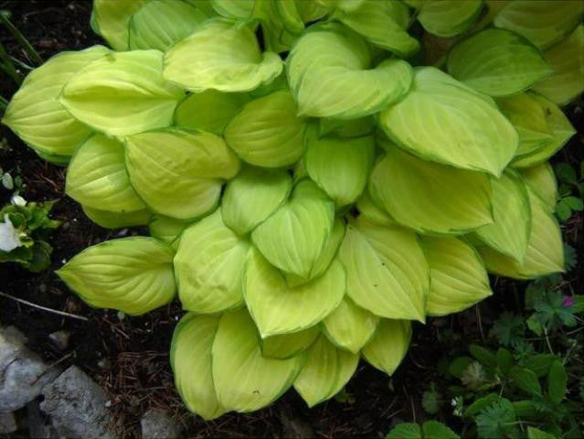 'Emerald Tiara' Hosta