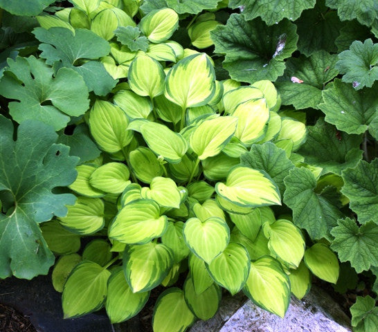 'Emerald Tiara' Hosta
