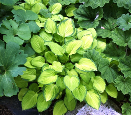 'Emerald Tiara' Hosta