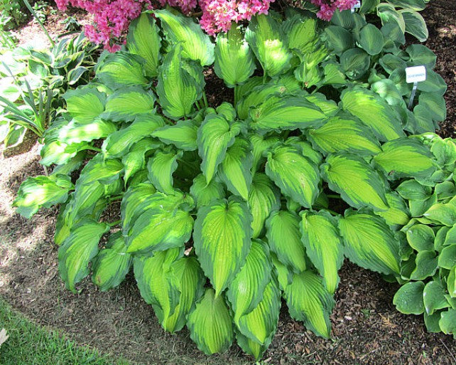 'Emerald Ruff Cut' Hosta Courtesy of Carol Brashear