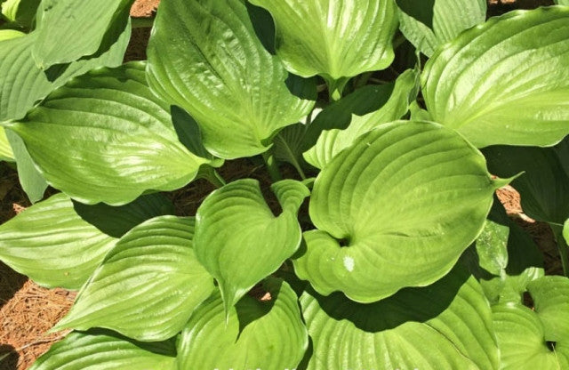 Hosta 'Emerald Chalice' Courtesy of Charlie Kwick and the Hosta Library