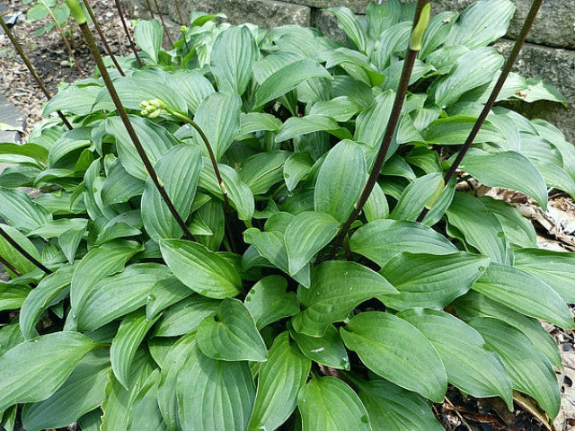 Hosta 'Emeralds and Rubies' Courtesy of Gayle Hartley Alley and the Hosta Library