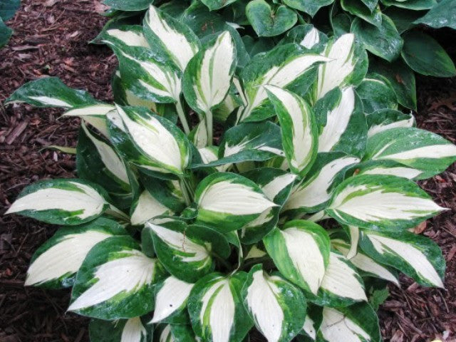 'Enterprise' Hosta
