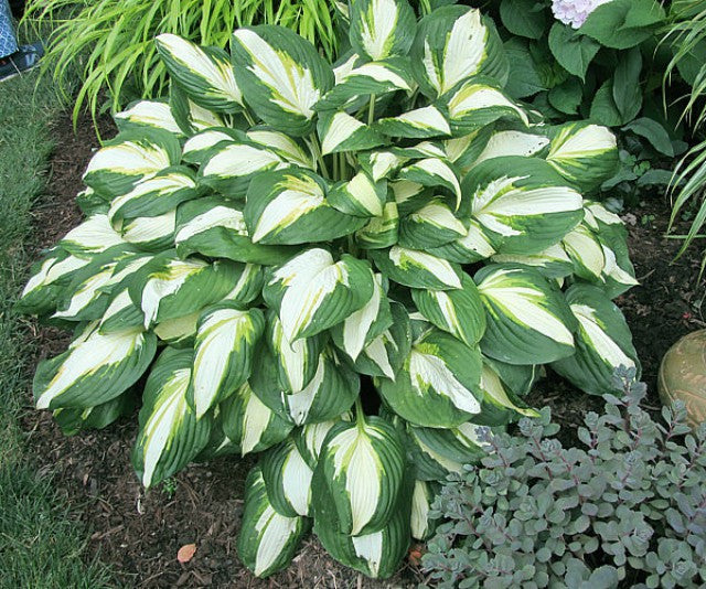 'Enterprise' Hosta Courtesy of Carol Brashear