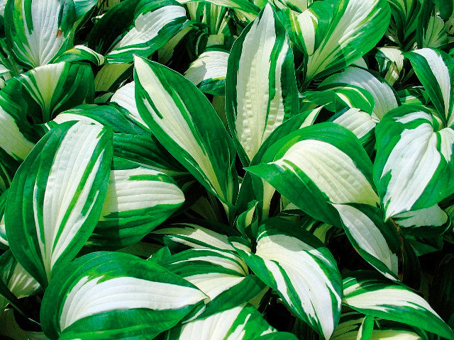 'Enterprise' Hosta