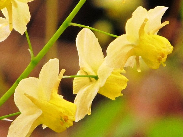 Epimedium x versicolor 'Sulphureum'