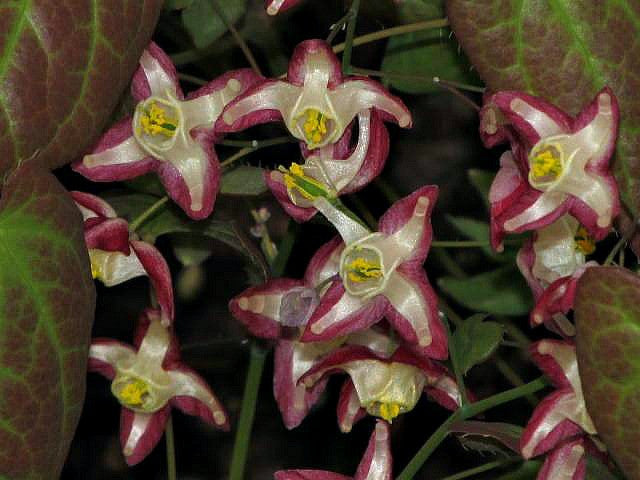 Epimedium x rubrum
