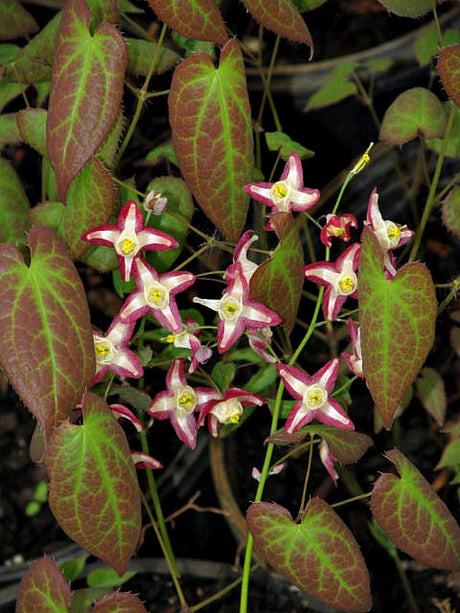 Epimedium x rubrum
