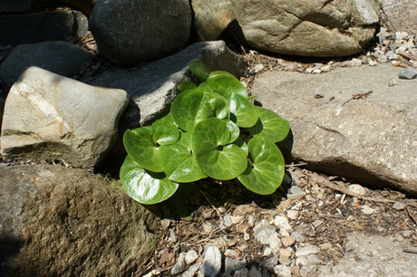 'European Ginger' From NH Hostas