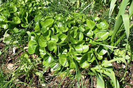 'European Ginger' From NH Hostas