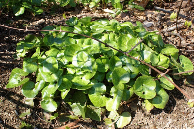 'European Ginger' From NH Hostas