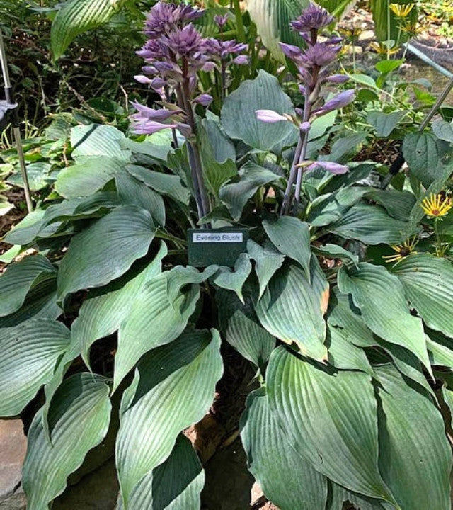 Hosta 'Evening Blush' Courtesy of the Hosta Library