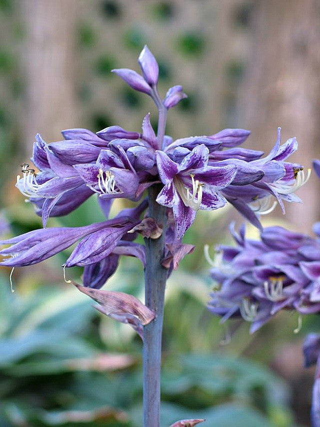 'Evening Blush' Hosta Courtesy of Don Dean