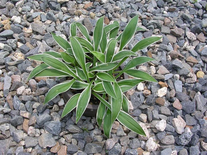 'Excalibur' Hosta From NH Hostas