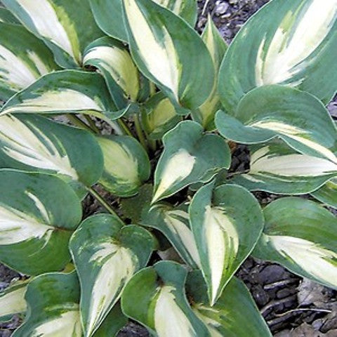 'Extasy' Hosta