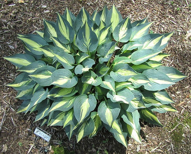 'Extasy' Hosta Courtesy of Carol Brashear