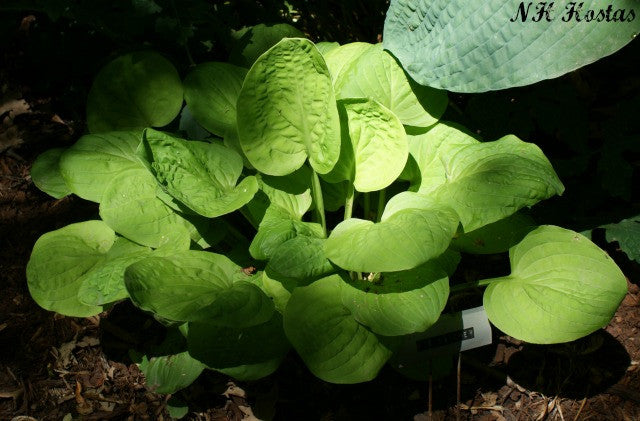 'Eye Catcher' Hosta From NH Hostas