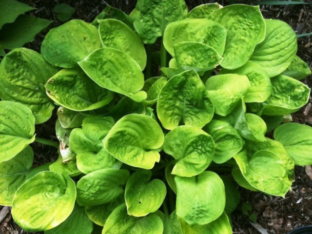 'Eye Catcher' Hosta Courtesy of Shady Oaks Nursery
