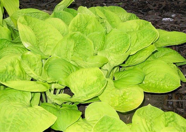 'Eye Catcher' Hosta Courtesy of Randy Goodwin