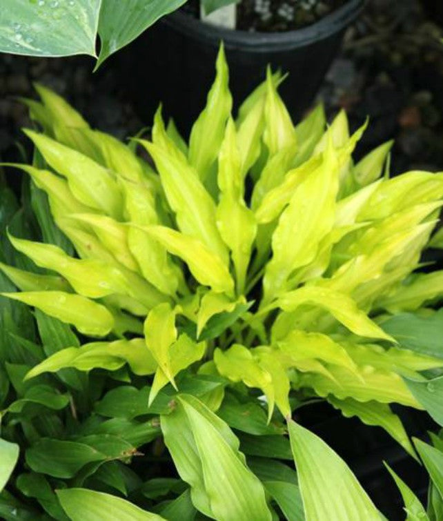 Hosta 'Fairy Dust' Courtesy of Green Hill Farm