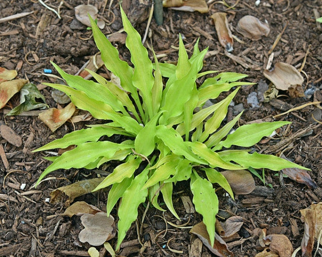 Hosta 'Fairy Dust' Courtesy of the Hosta Library