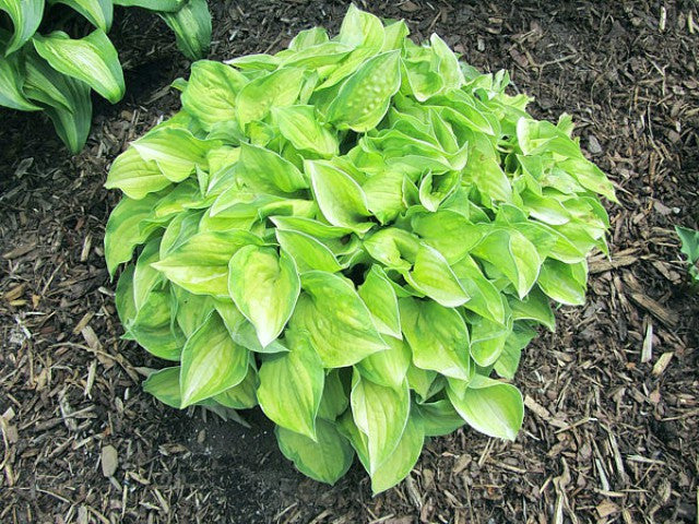 'Faithful Heart' Hosta Courtesy of Carol Brashear