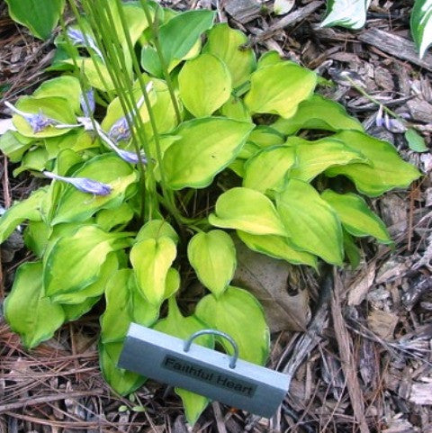 'Faithful Heart' Hosta