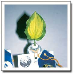 'Faithful Heart' Hosta Courtesy of Q&Z Nursery