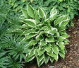 Hosta 'Fall Dazzler' Courtesy of Bert Malkus and the Hosta Library