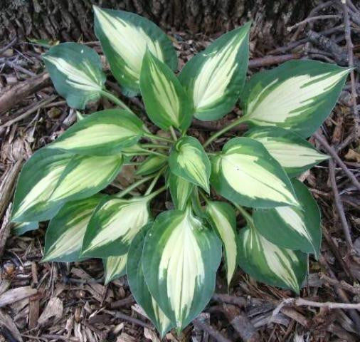 'Fantasy Island' Hosta