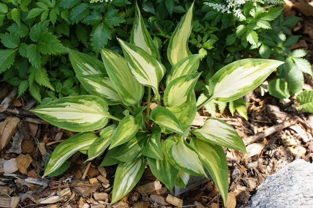 'Fantasy Island' Hosta From NH Hostas