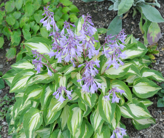 'Fantasy Island' Hosta Courtesy of Monrovia