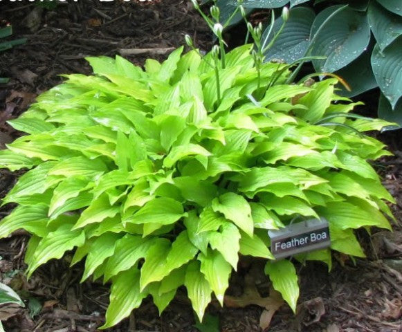 'Feather Boa' Hosta From NH Hostas