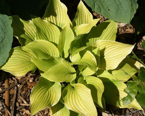 'Fiesta' Hosta From NH Hostas