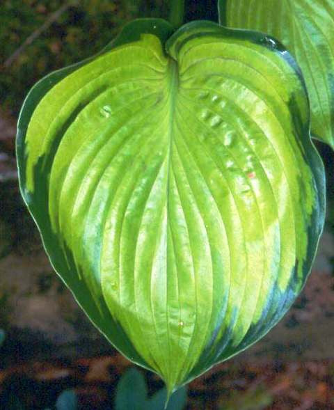 'Final Summation' Hosta Courtesy of Green Hill Farm