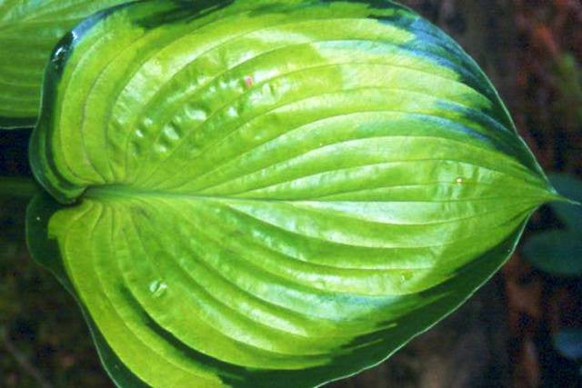 'Final Summation' Hosta Courtesy of Green Hill Farm