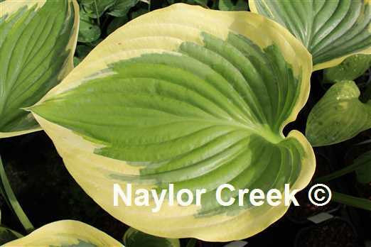 'Final Victory' Hosta Courtesy of Naylor Creek