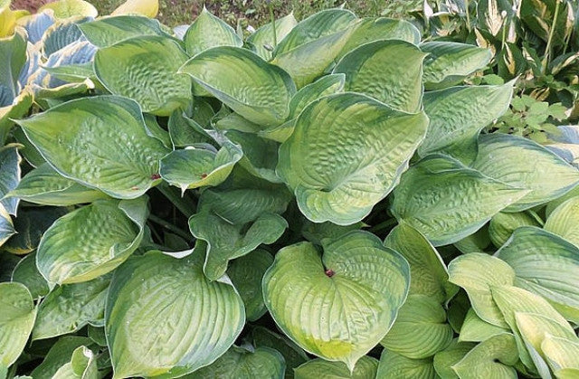 Hosta 'Final Summation' Courtesy of the Hosta Library