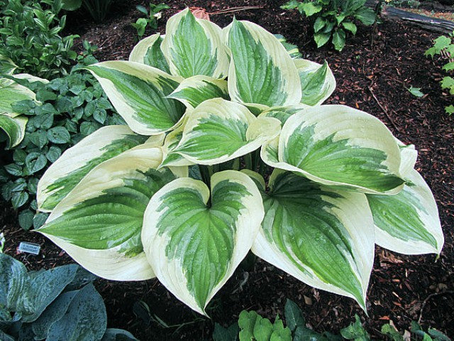 'Final Victory' Hosta Courtesy of Carol Brashear