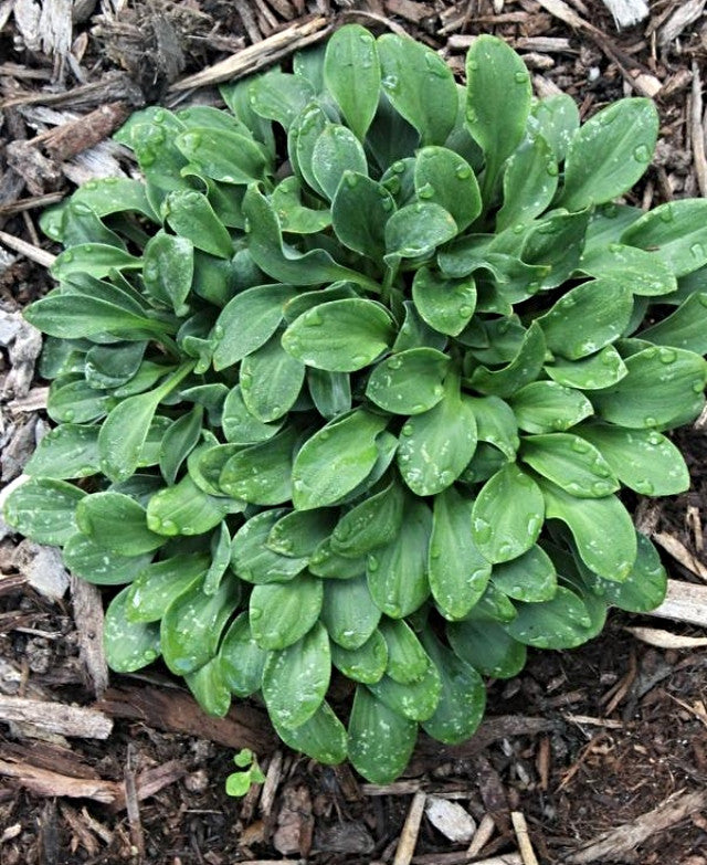 Hosta 'Fingernails' Courtesy of Plant Delights Nursery