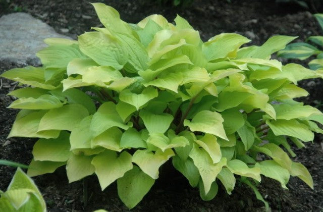 'Fire Island' Hosta From NH Hostas